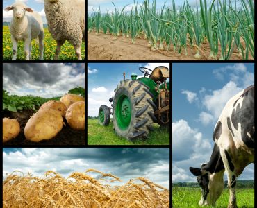 Agriculture collage. Cow sheeps wheat onion potato tractor