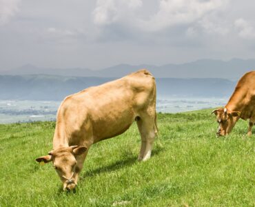 Wagyu, shorthorn cattle in Japan, an internationally recognized brand of beef, feeding grass